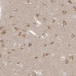 Atlas Antibodies Anti-NENF Antibody