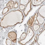 Atlas Antibodies Anti-NEO1 Antibody