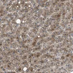Atlas Antibodies Anti-NEU1 Antibody