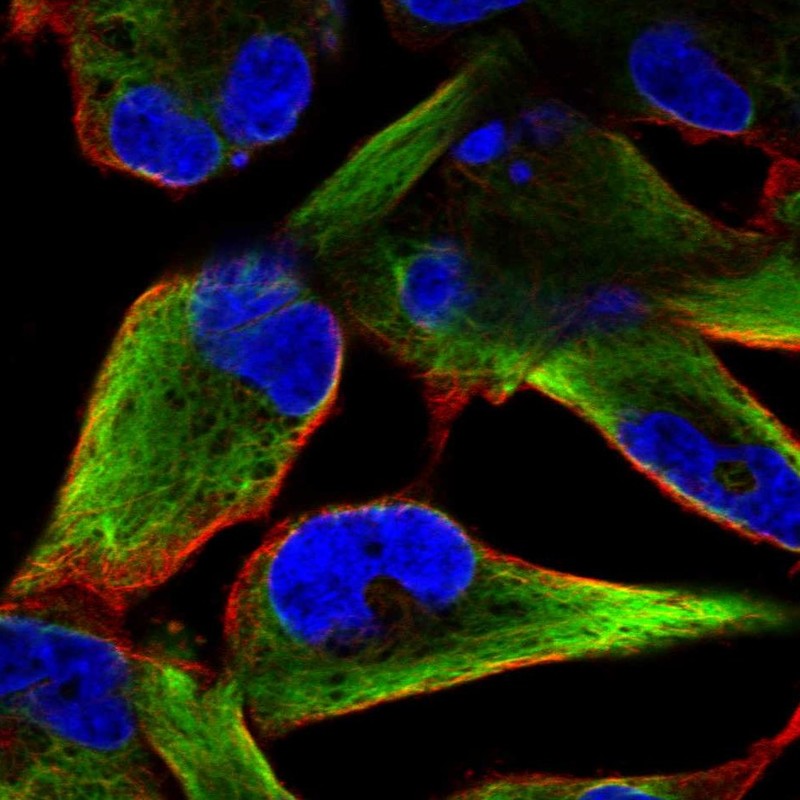 Atlas Antibodies Anti-NES Antibody