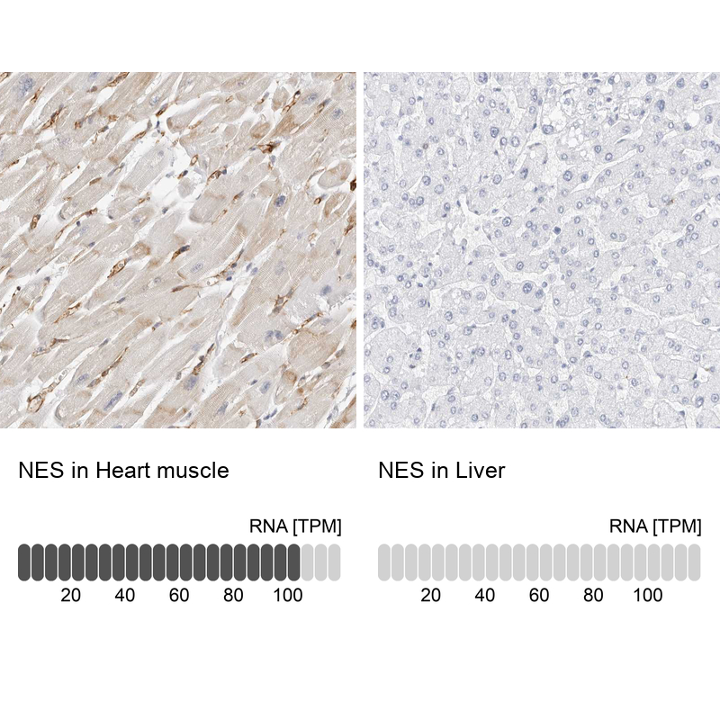 Atlas Antibodies Anti-NES Antibody