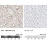 Atlas Antibodies Anti-NES Antibody