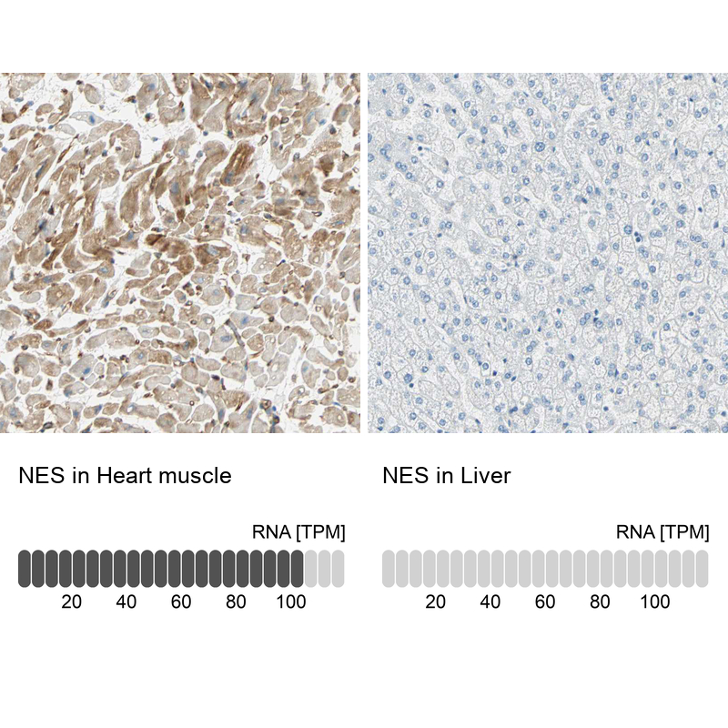 Atlas Antibodies Anti-NES Antibody