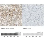 Atlas Antibodies Anti-NES Antibody