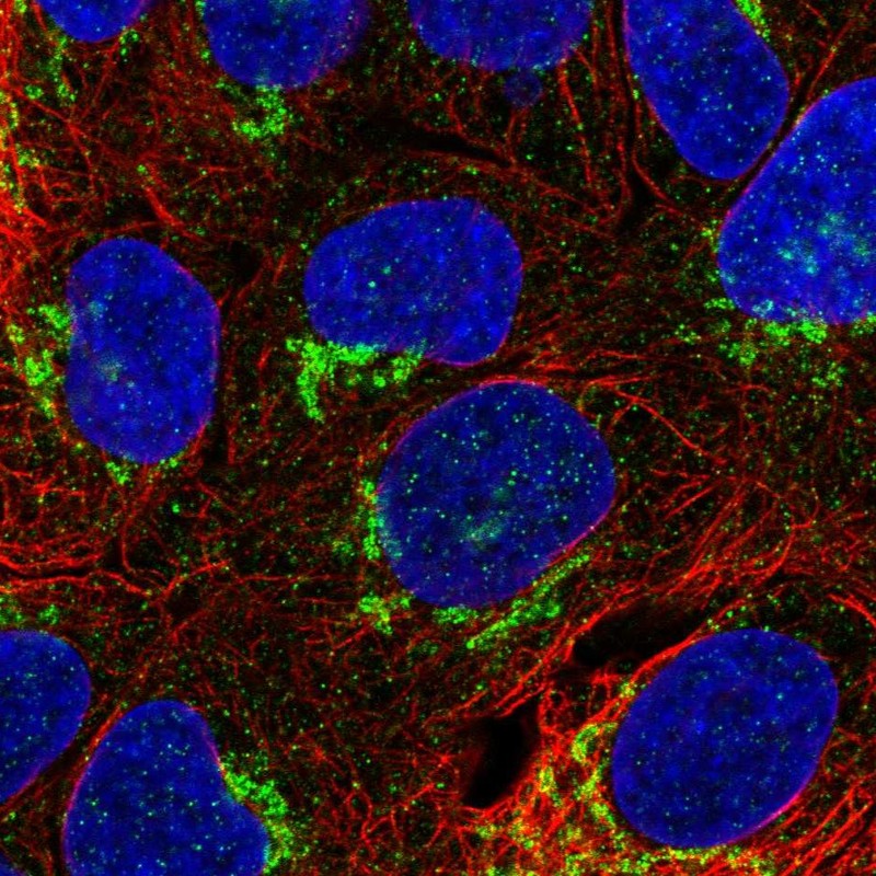 Atlas Antibodies Anti-NETO1 Antibody