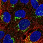 Atlas Antibodies Anti-NETO1 Antibody