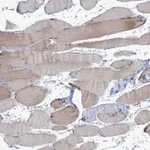 Atlas Antibodies Anti-NEU3 Antibody