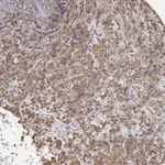 Atlas Antibodies Anti-NEUROD4 Antibody