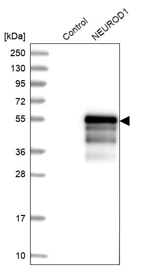 Atlas Antibodies Anti-NEUROD1 Antibody