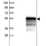 Atlas Antibodies Anti-NEUROD1 Antibody