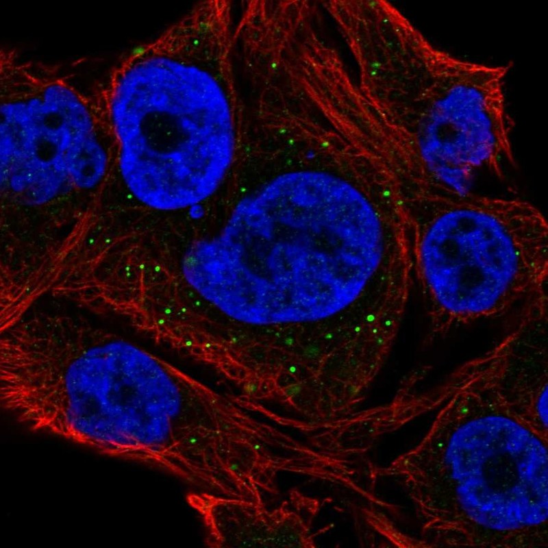 Atlas Antibodies Anti-NEURL2 Antibody