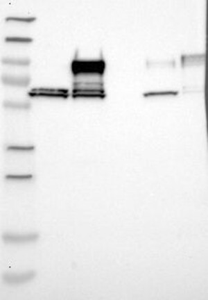 Atlas Antibodies Anti-NEXN Antibody