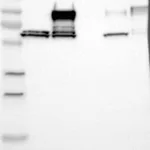 Atlas Antibodies Anti-NEXN Antibody