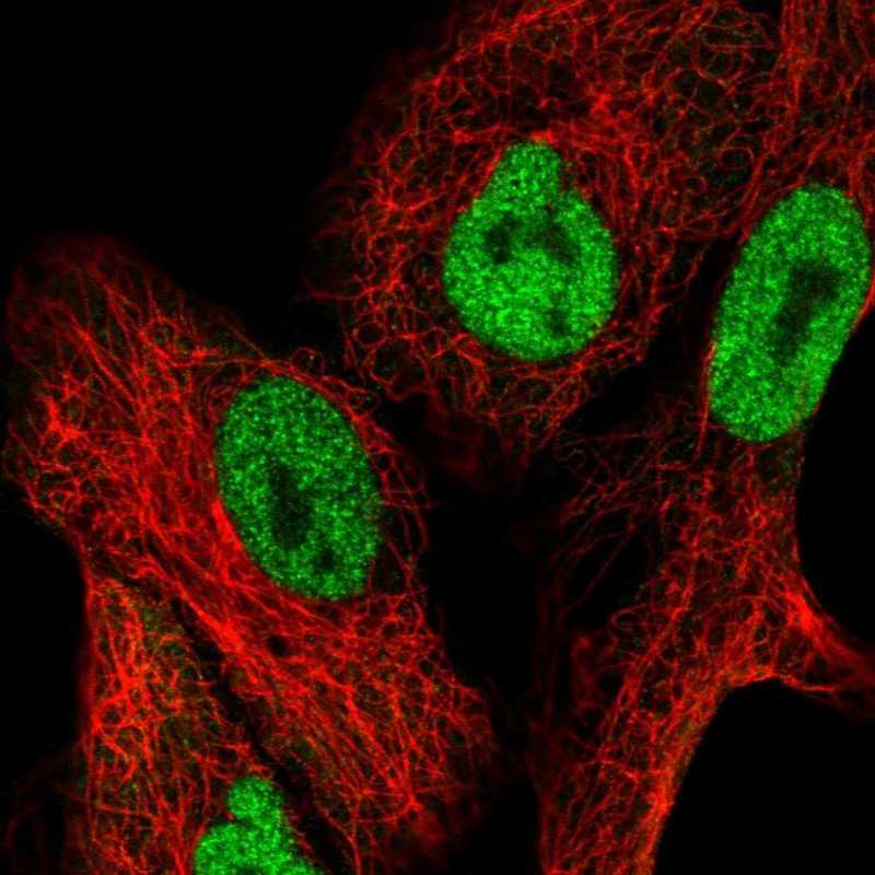 Atlas Antibodies Anti-NFAT5 Antibody