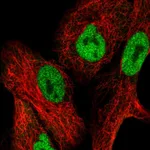 Atlas Antibodies Anti-NFAT5 Antibody