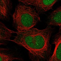 Atlas Antibodies Anti-NEUROG1 Antibody