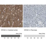 Atlas Antibodies Anti-NFASC Antibody