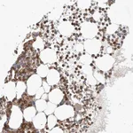 Atlas Antibodies Anti-NFAM1 Antibody