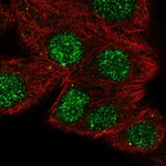 Atlas Antibodies Anti-NFATC1 Antibody