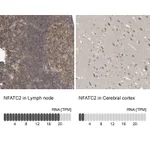 Atlas Antibodies Anti-NFATC2 Antibody