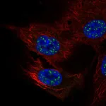 Atlas Antibodies Anti-NFATC4 Antibody