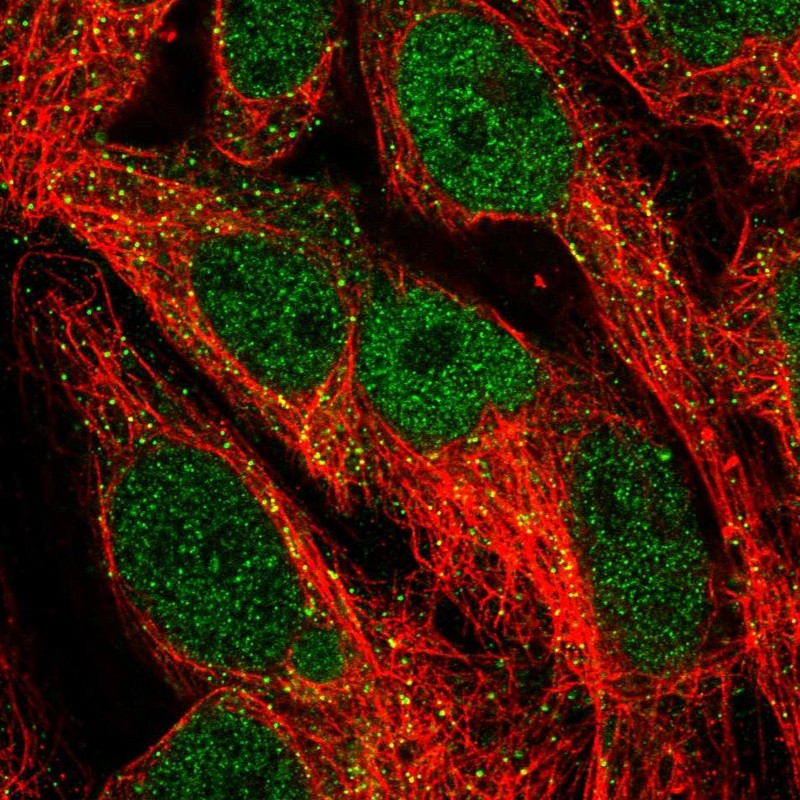 Atlas Antibodies Anti-NFE2L3 Antibody