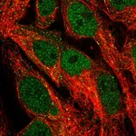 Atlas Antibodies Anti-NFE2L3 Antibody