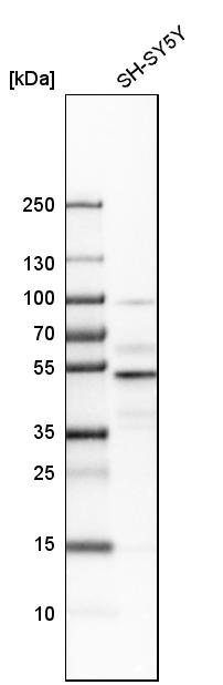 Atlas Antibodies Anti-NFIB Antibody