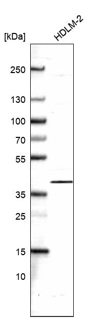 Atlas Antibodies Anti-NFKBIB Antibody