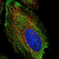 Atlas Antibodies Anti-NFKBID Antibody