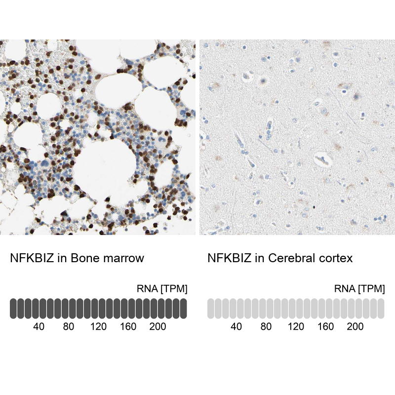 Atlas Antibodies Anti-NFKBIZ Antibody