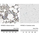Atlas Antibodies Anti-NFKBIZ Antibody