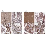 Atlas Antibodies Anti-NFS1 Antibody