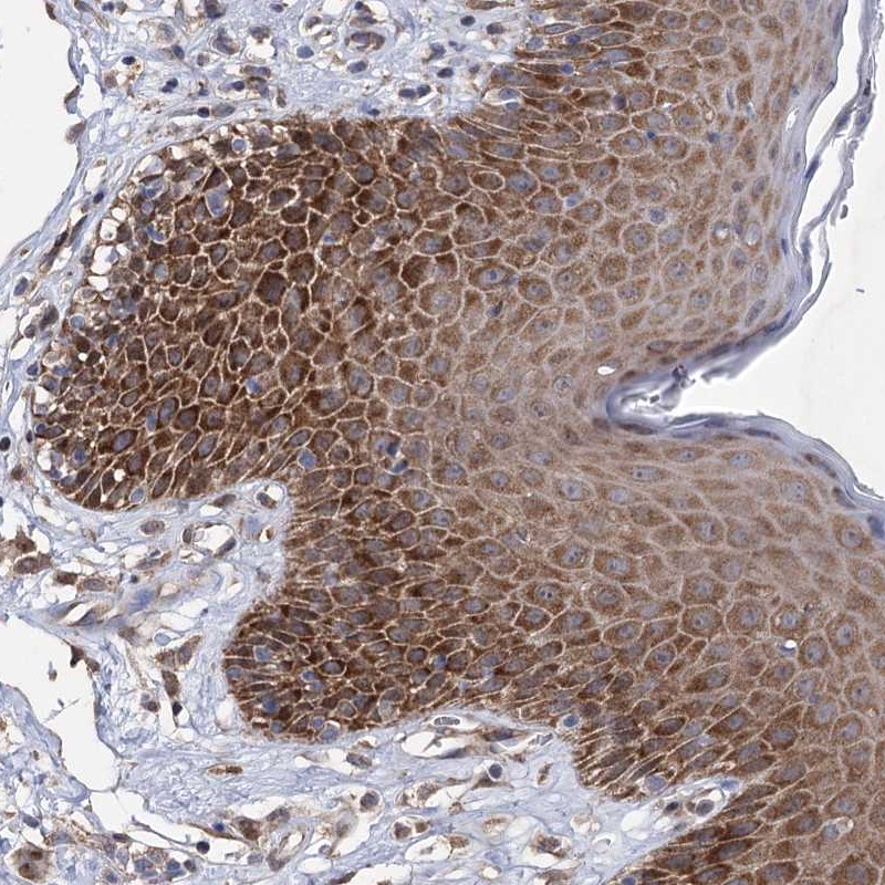 Atlas Antibodies Anti-NFU1 Antibody