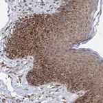Atlas Antibodies Anti-NFU1 Antibody