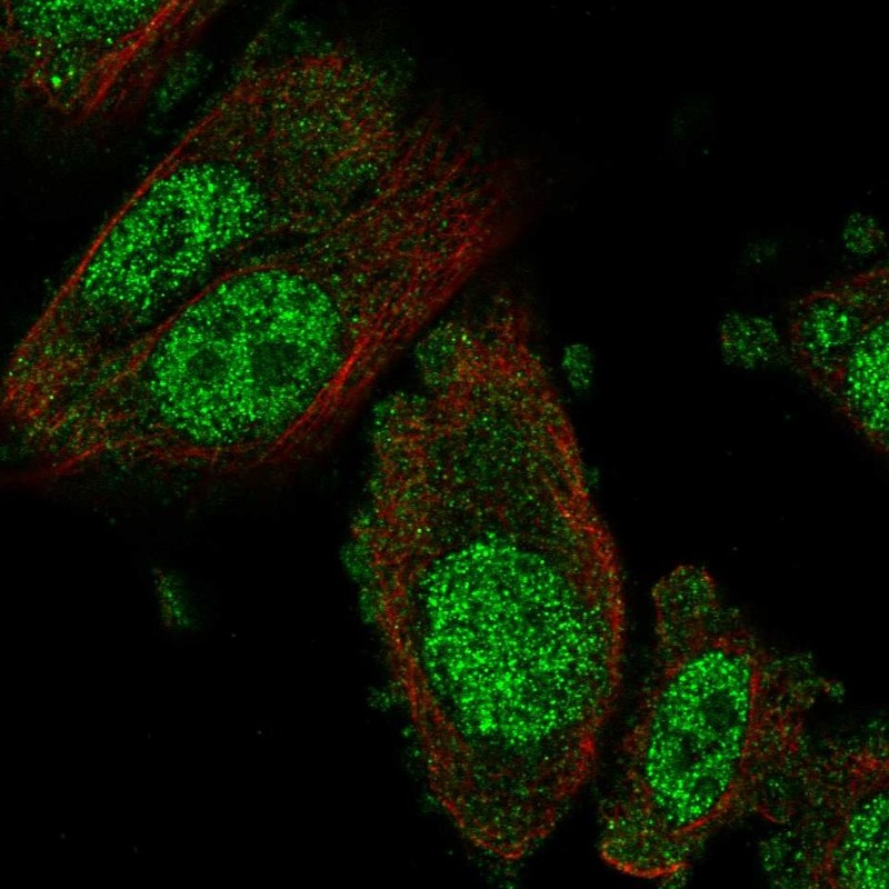 Atlas Antibodies Anti-NFX1 Antibody
