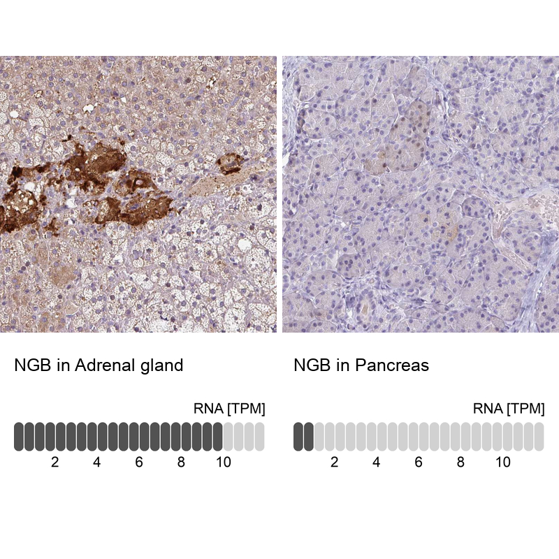 Atlas Antibodies Anti-NGB Antibody