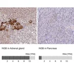 Atlas Antibodies Anti-NGB Antibody