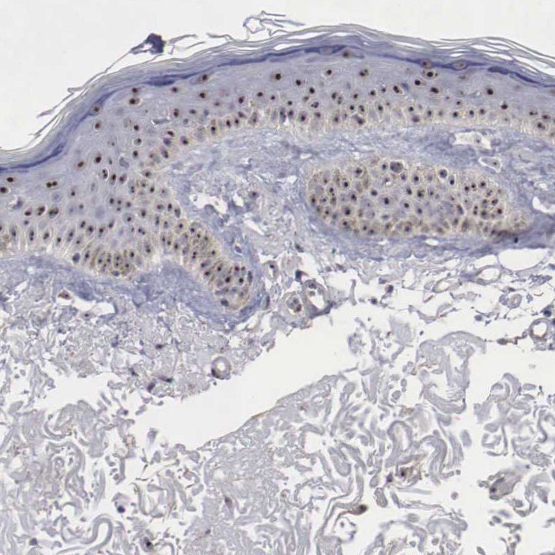 Atlas Antibodies Anti-NGDN Antibody