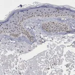 Atlas Antibodies Anti-NGDN Antibody