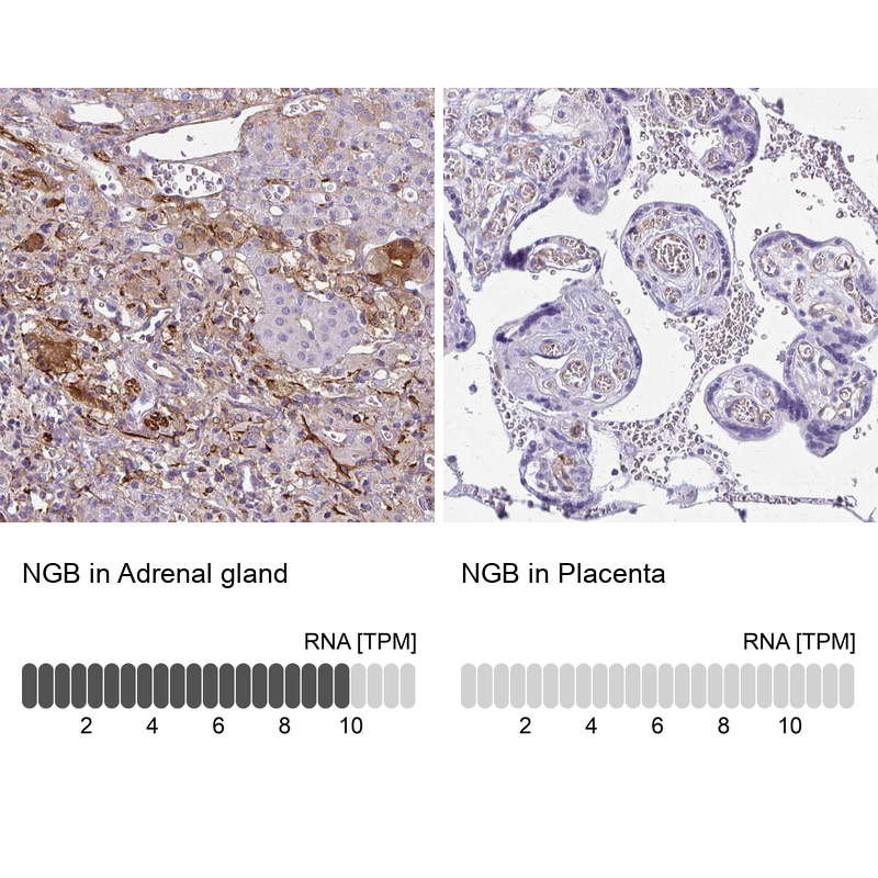 Atlas Antibodies Anti-NGB Antibody
