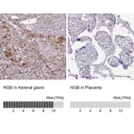 Atlas Antibodies Anti-NGB Antibody