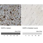 Atlas Antibodies Anti-NGFR Antibody