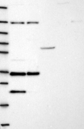 Atlas Antibodies Anti-NGRN Antibody