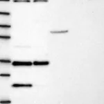 Atlas Antibodies Anti-NGRN Antibody