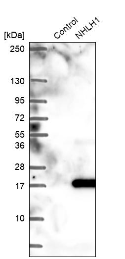Atlas Antibodies Anti-NHLH1 Antibody