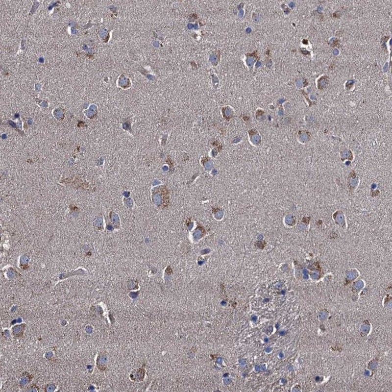 Atlas Antibodies Anti-NGRN Antibody