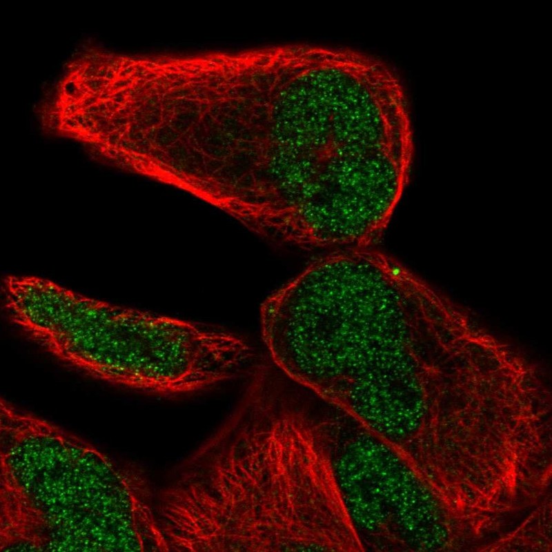 Atlas Antibodies Anti-NHLRC2 Antibody