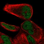 Atlas Antibodies Anti-NHLRC2 Antibody