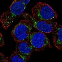 Atlas Antibodies Anti-NHLRC4 Antibody